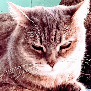 Дневник трейдера. Инвестиции в криптовалюту, акции, облигации и другие финансовые инструменты