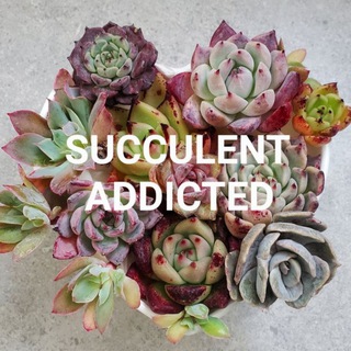 Канал   Succulent Addicted