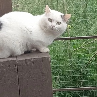   Ученый кот Степан готовит к ЕГЭ по английскому