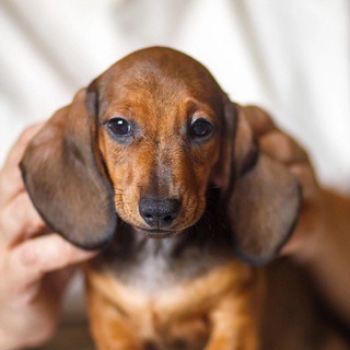 Канал   Dachshund_Chess_King