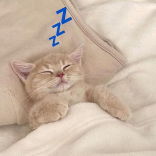 Канал   Спящие котики на каждый день