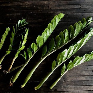 Канал   🔥Замиокулькасы🔥