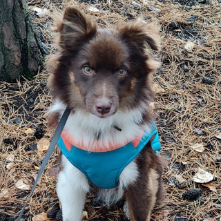   Тошка-барабошка. Мини ауссятина🐶