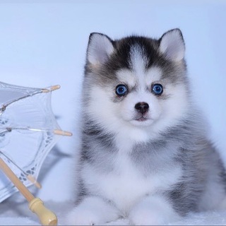 pomsky_veles_star