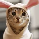 Канал Котофоты - лучшие коты, кошки, котята, котики - фото и видео