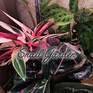 Snail Garden 🌸🐌