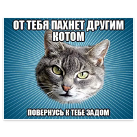 ? Мемы с Котом @TuristasTV 