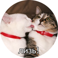 Котиковы